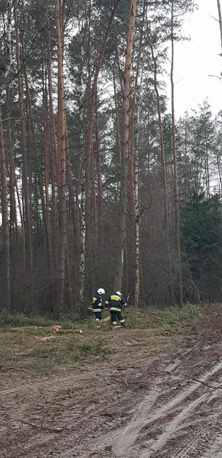 Strażacy ćwiczyli w lesie techniki pracy piłą łańcuchową