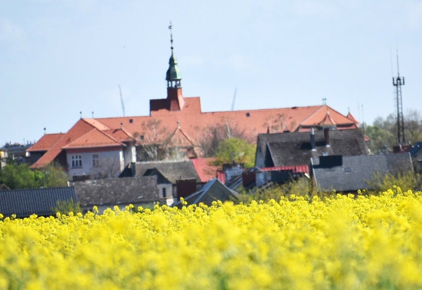 Rzepaki kwitną wokół Sławna - piękny widok