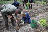 Leszno. Sadzenie lasu na Nowym Świecie. Ponad dwa tysiące dębów może wyrosnąć w tym miejscu [ZDJĘCIA i FILM]