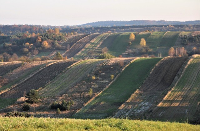 Na zdjęciu roztoczańskie pola