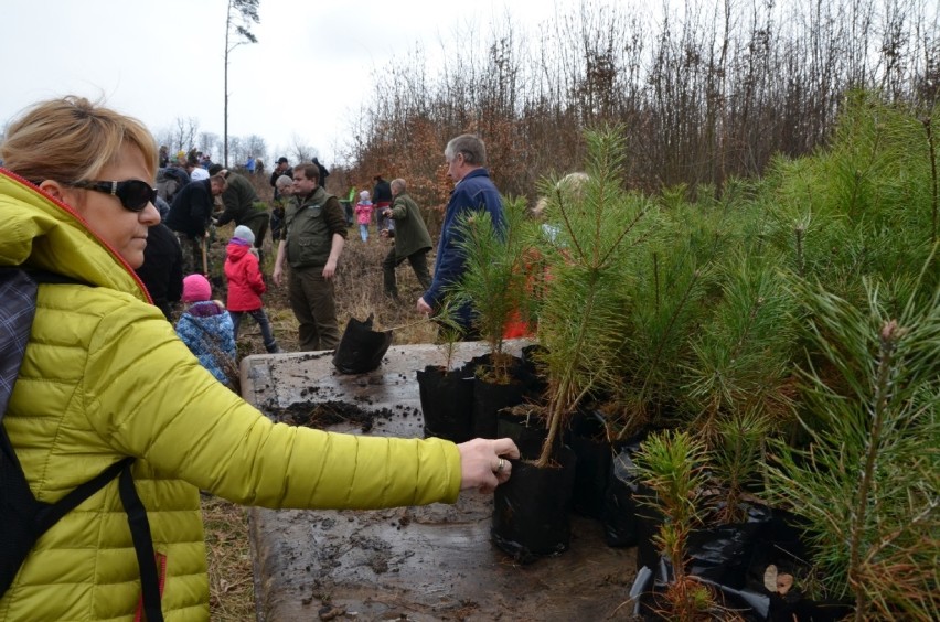 Sadzenie nowych drzewek w Nadleśnictwie Elbląg