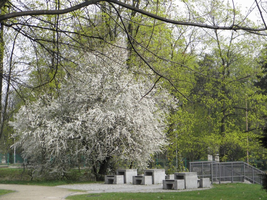 W parkach podjasnogórskich porządki i kwitną drzewa [ZDJĘCIA]