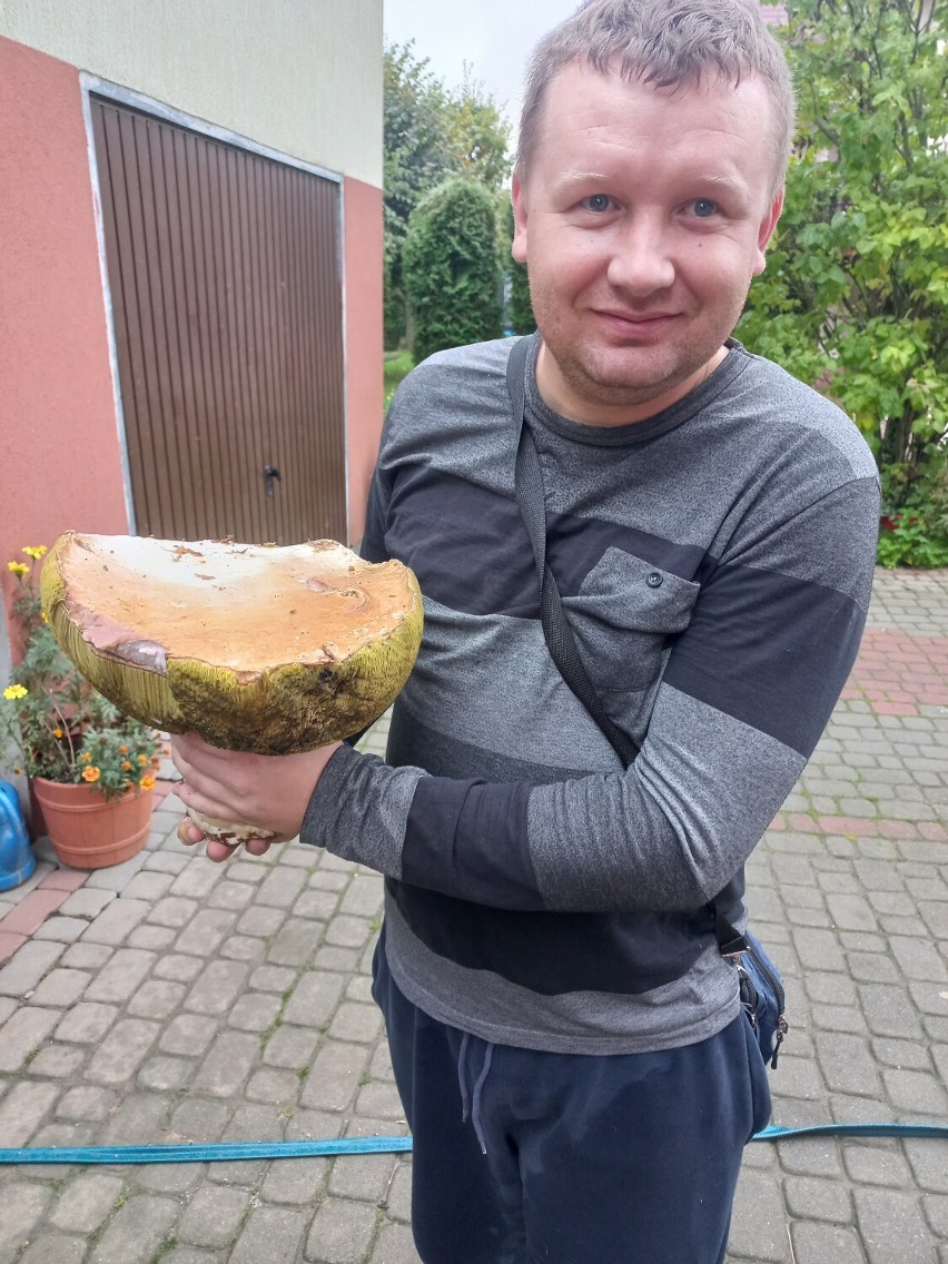 Ważący 2 kg borowik gigant znaleziony przez pana Mateusza z...