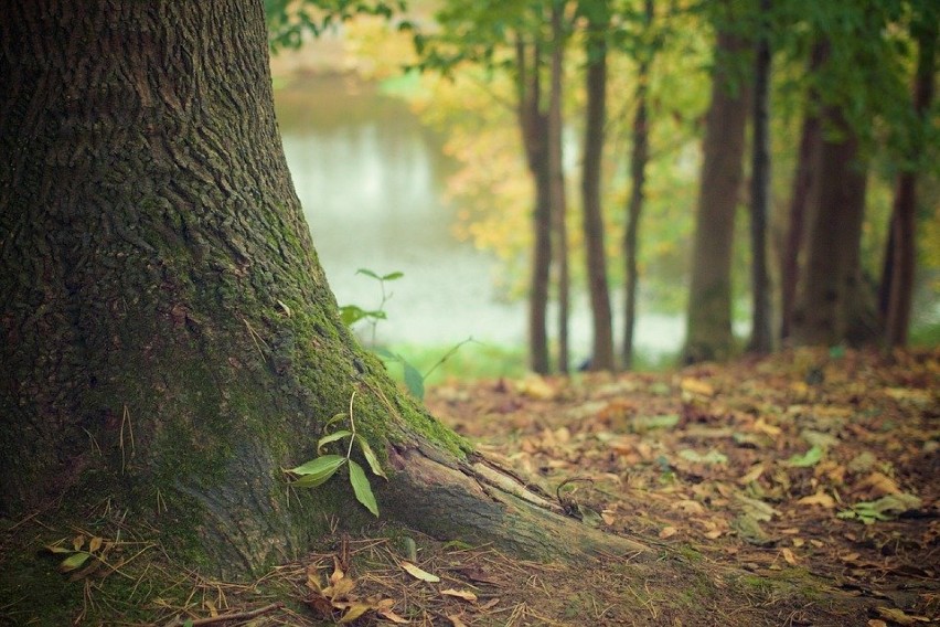 Park Krajobrazowy Pasma Brzanki (wschodnia część Pogórza...