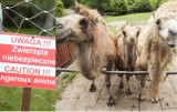 Warszawskie ZOO współpracuje z ISIS? Niefortunny zbieg okoliczności