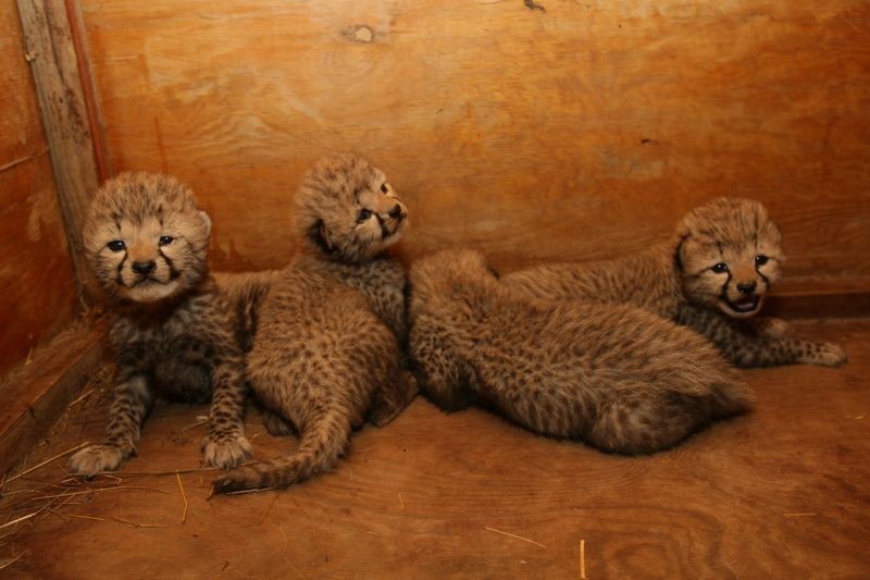 Gepardy z chorzowskiego zoo, Yahti i Iwan zostały rodzicami [ZDJĘCIA + WIDEO]