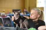 Światowa Wystawa Kotów Rasowych w Toruniu. Mamy zdjęcia!