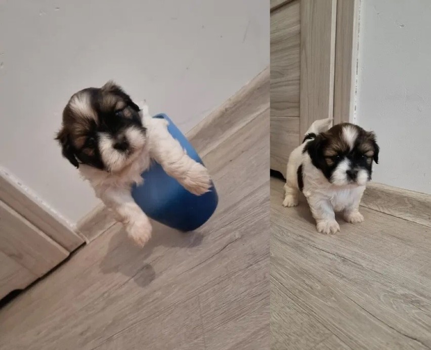 Szczeniak Shih-Tzu. Ma 7. tygodni. Miejsce: Limanowa. Do...