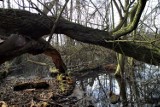 Między parkiem a jeziorem. Fotogaleria                                                                        