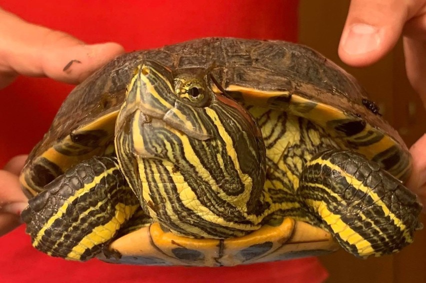 Szukają właściciela żółwia czerwonolicego, który został znaleziony na jednej z koluszkowskich ulic
