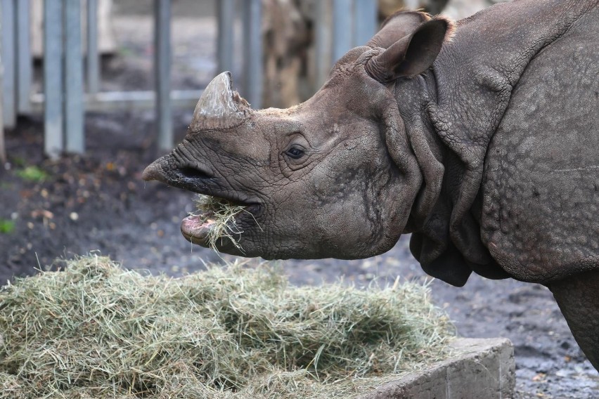 W styczniu 2021 r. urodził się pierwszy w zoo nosorożec...