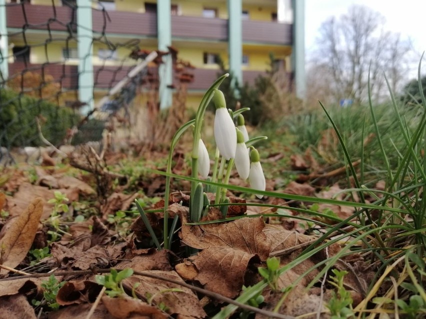 Wiosna już w Goleniowie. Zieleni się, żółci i bieli