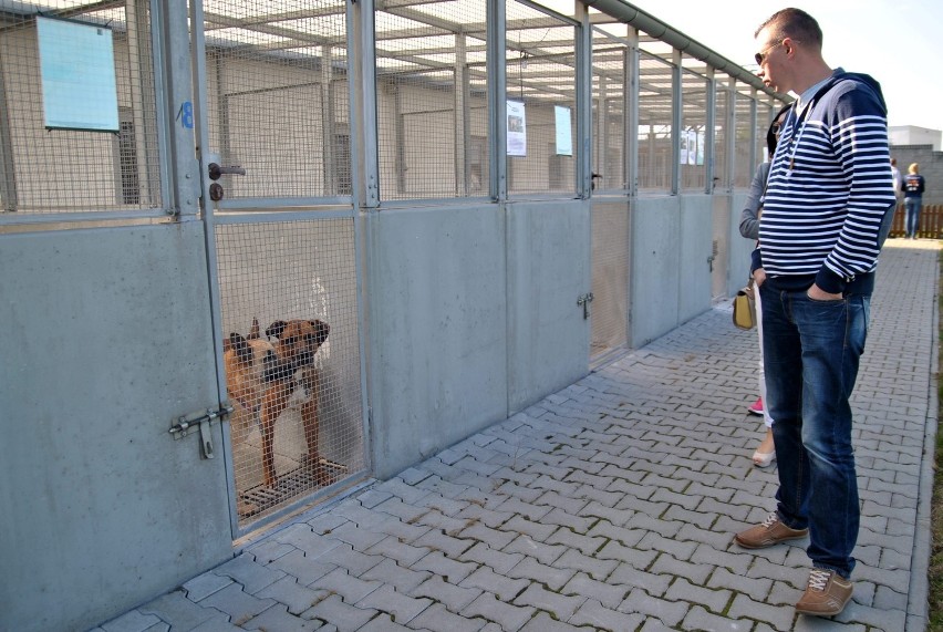 Światowy Dzień Zwierząt w lubelskim schronisku