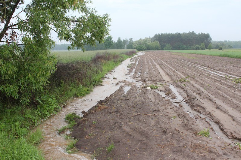 Tak wyglądały pod koniec maja pola w okolicach Ralewic