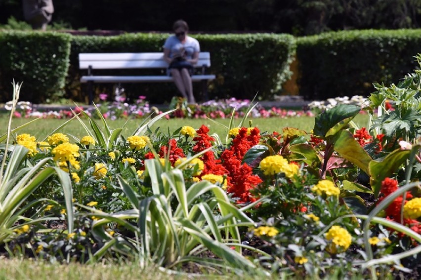 Wiosenne nasadzenia kwiatów w centrum i w parku.