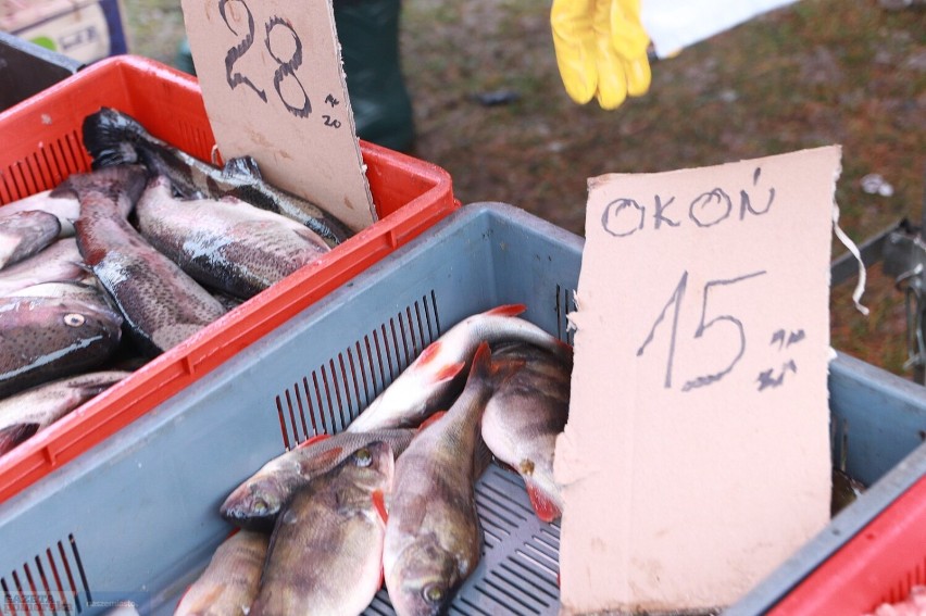 Takie są ceny karpia i innych ryb na Pchlim Targu we...
