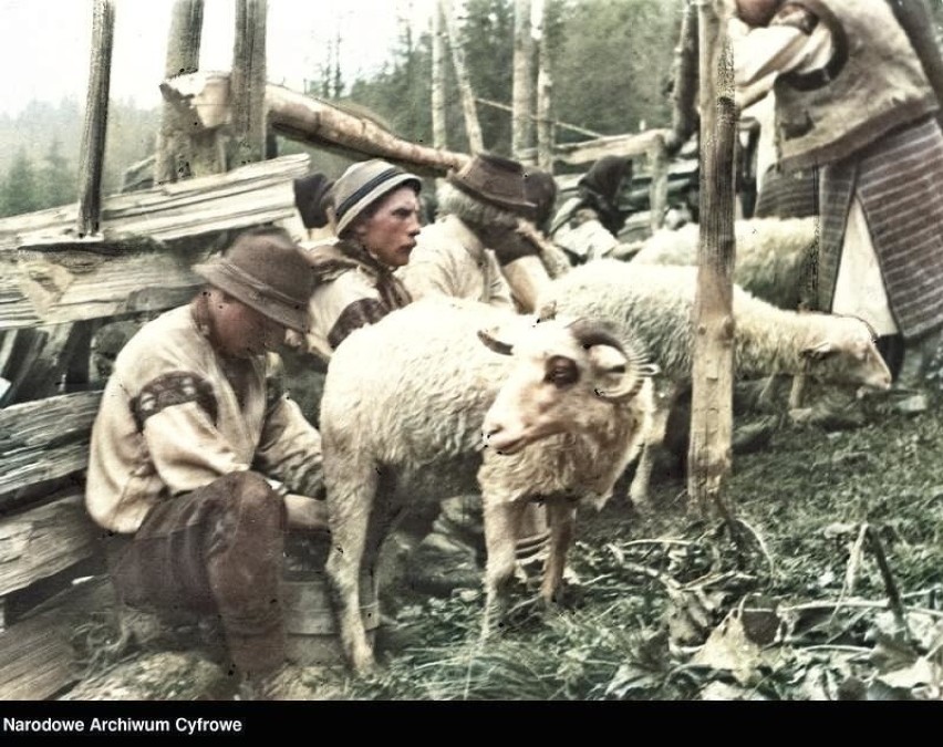 Podhale. Zobaczcie jak wyglądał kiedyś wypas owiec w Tatrach i jesienny redyk [STARE ZDJĘCIA]