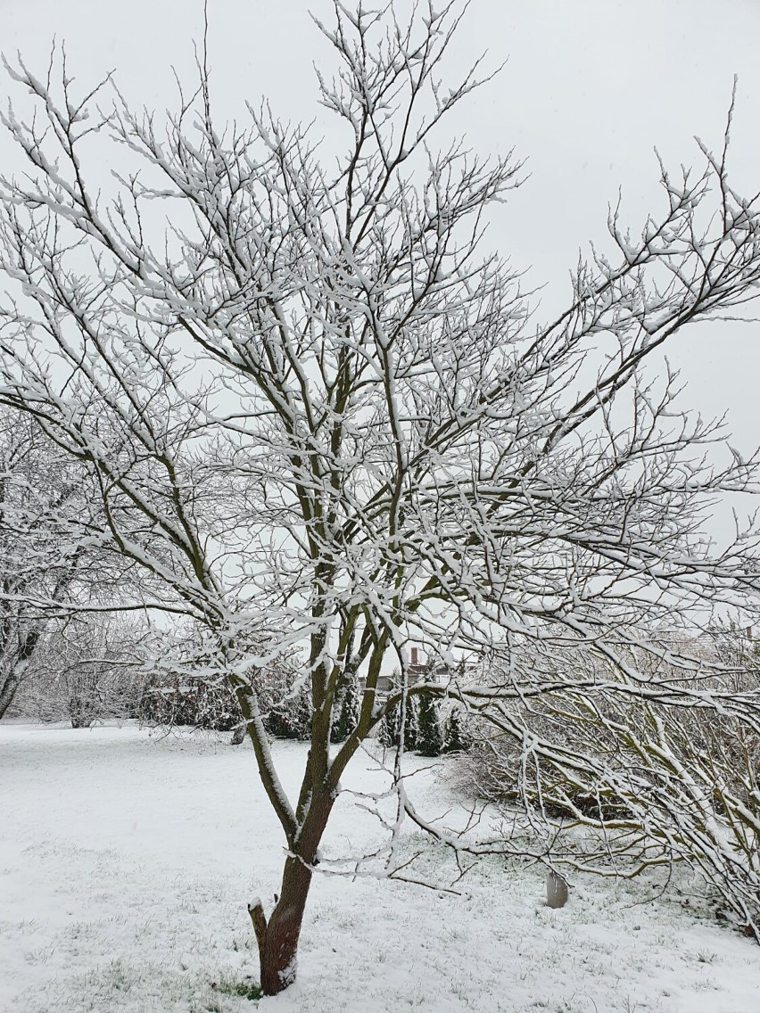 Pierwszy śnieg w powiecie sławieńskim. Zrobiło się zimowo [zdjęcia]