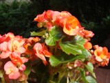 Begonia bulwiasta, stale kwitnąca, zwisająca, dragon i zimowa. Kwiaty na słońce i do cienia. Uprawa różnych begonii w ogrodzie i na balkonie