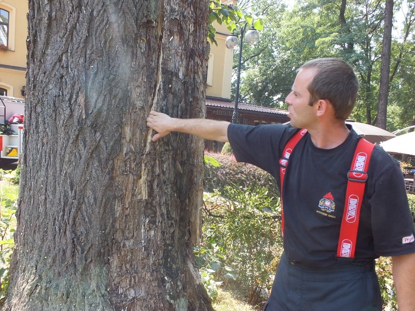 Straż pożarna w Jastrzębiu: wycięli dawny pomnik przyrody