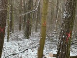 Planowana wycinka drzew w lesie przy ul. Glinki. Nadleśnictwo Bydgoszcz odpowiada zaniepokojonym mieszkańcom 