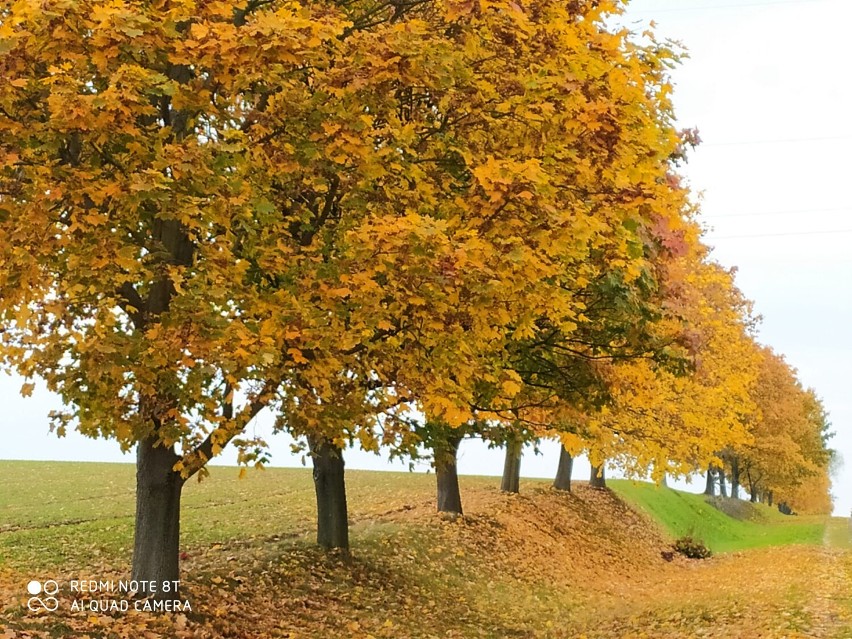 Jesień mini się tysiącem barw. Idealny czas na wycieczki i spacery - Jesienne zdjęcia czytelników NaM
