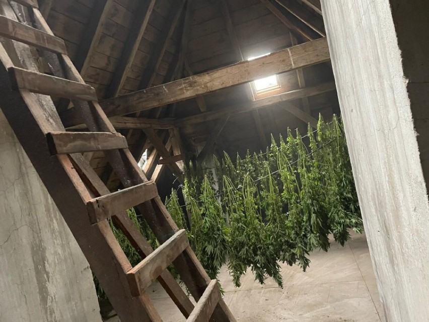 Plantacja marihuany pod Rawiczem zlikwidowana