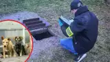 Utopił pięć psów w szambie. 51-letni mieszkaniec Skoroszyc usłyszał zarzuty
