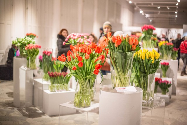 Wielka Wystawa Tulipanów w Wilanowie. Prawie sto odmian pięknych kwiatów czekało na warszawiaków [ZDJĘCIA]
