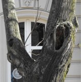 Wycinka drzew w Raciborzu: Wytną 9 drzew na Placu Wolności