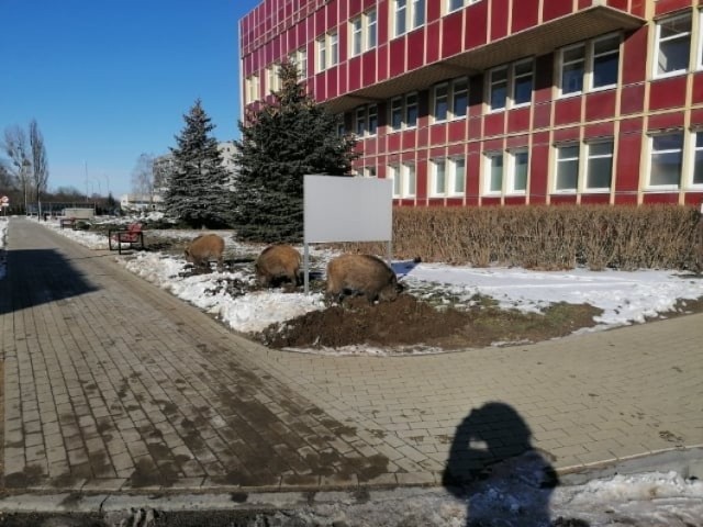 "Nie zbliżajcie się do dzików" - apeluje szpital wojewódzki w Gorzowie.