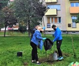 Malbork. Dzień Drzewa uhonorowano w mieście nowymi nasadzeniami. Dzięki temu ma być kolorowo przez cały rok