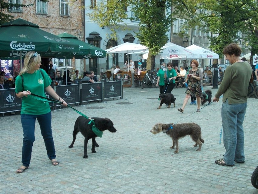 Wolontariusze i ich podopieczni maszerują przez bielski...