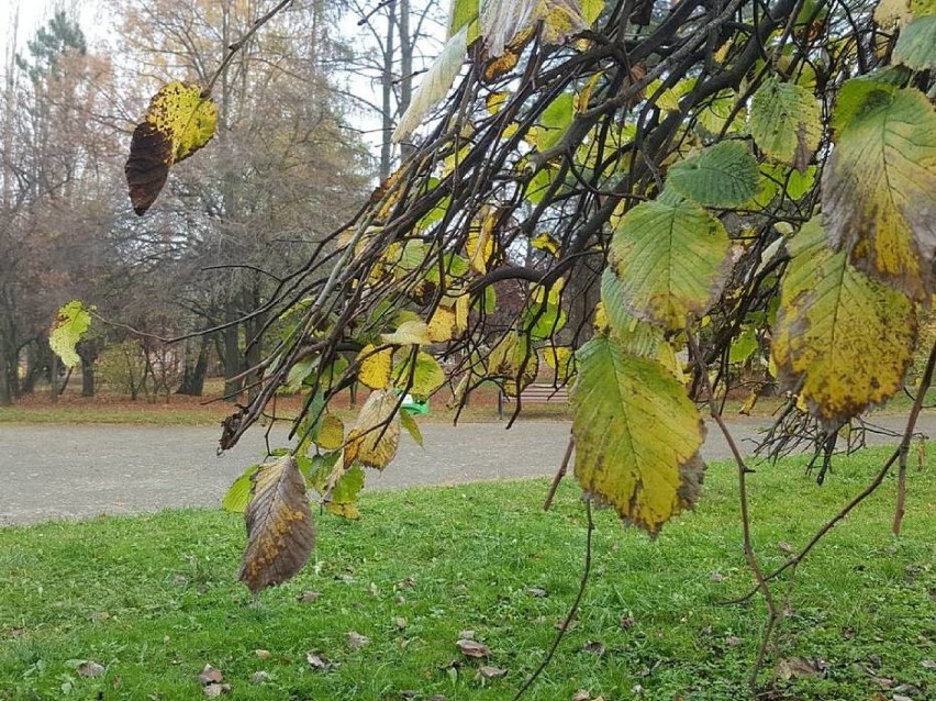 Śnieg w Wałbrzychu jeszcze w listopadzie

Dziś, 16 listopada...