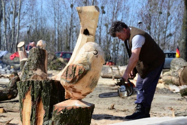 Wood carving jest coraz bardziej popularny na Kujawach. Cykliczne imprezy rzeźbiarskie organizowane są między innymi w Łojewie i Janikowie. W minioną sobotę do Janikowa zjechali czołowi rzeźbiarze z Polski, Litwy i Niemiec. 

Przez cały dzień w potwornym skwarze przy pomocy pił motorowych, dłut i innych narzędzi tworzyli swoje monumentalne dzieła. 

Dzieci i młodzież brały udział w warsztatach rzeźbiarskich. Wszyscy uczestnicy zostali nagrodzeni. 

Na zakończenie pikniku jedna z rzeźb, wykonana w formie drewnianego piecyka, została przez artystów podpalona. Ogień wydobywający się z oczu i ust stworzonej postaci robił na widzach wrażenie. Chętnie robili sobie przy niej zdjęcia. 

Następne janikowskie spotkanie z rzeźbą już na przełomie czerwca i lipca.