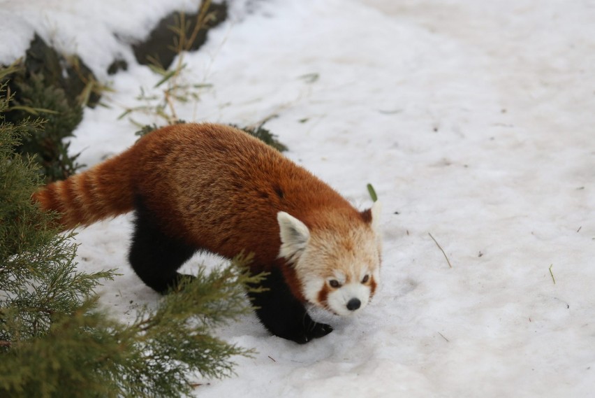 Zimowy spacer w ośnieżonym zoo to wyjątkowa atrakcja, nie...