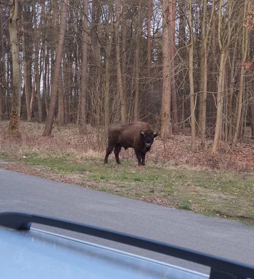 Spotkanie żubra to spore szczęście! W świąteczny...