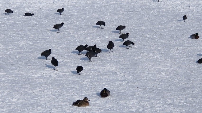 Na tafli dąbrowskiej Pogorii III zimuje mnóstwo ptaków...