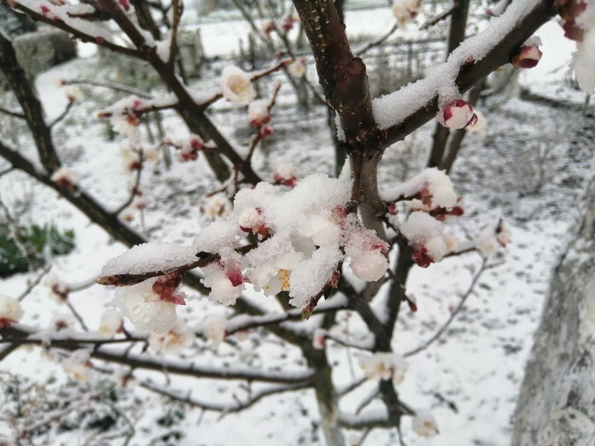 Śnieg w połowie kwietnia to rzadkość.