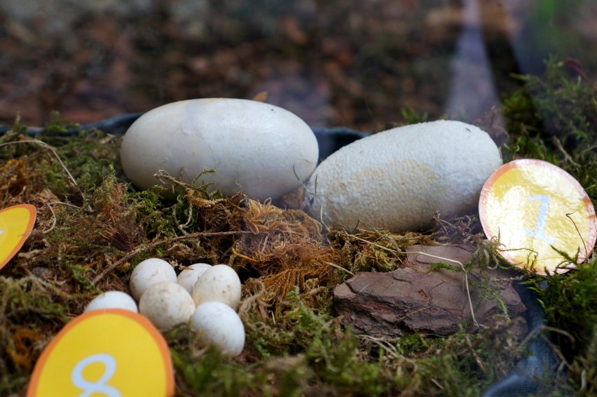 Święto Jaja - Wielkanoc we wrocławskim zoo