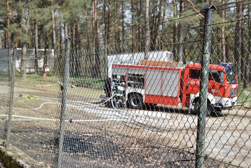 Pożar lasu w Świeszynie w gminie Miastko (WIDEO, FOTO)