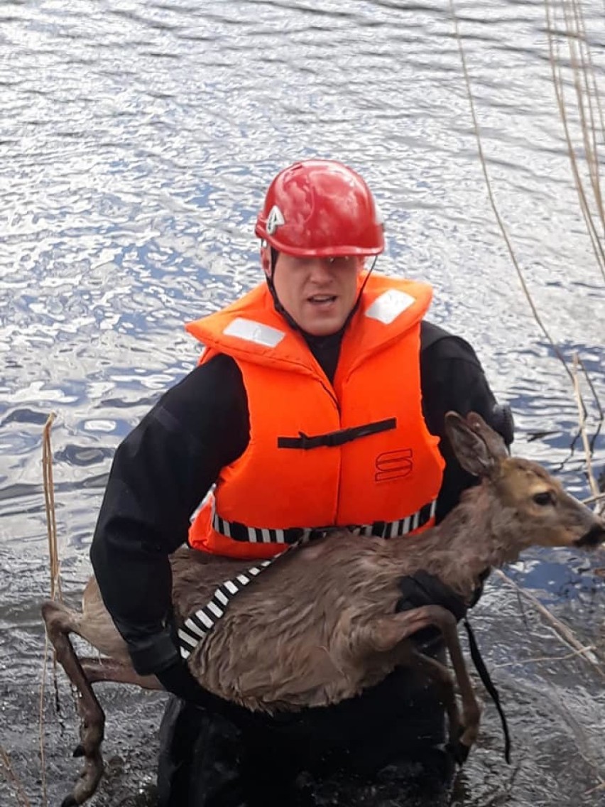 Kościerzyna. Nietypowa akcja strażaków. Ratowali sarnę, która tonęła w Jeziorze Kaplicznym [ZDJĘCIA]