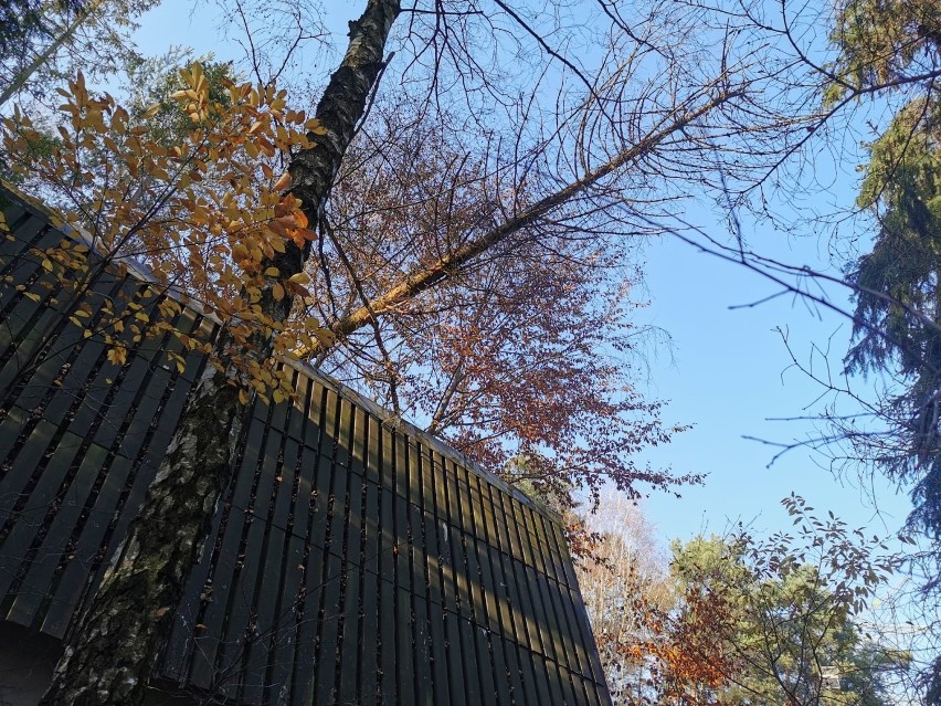 Drzewo przewróciło się na budynek w Czarnym Lesie