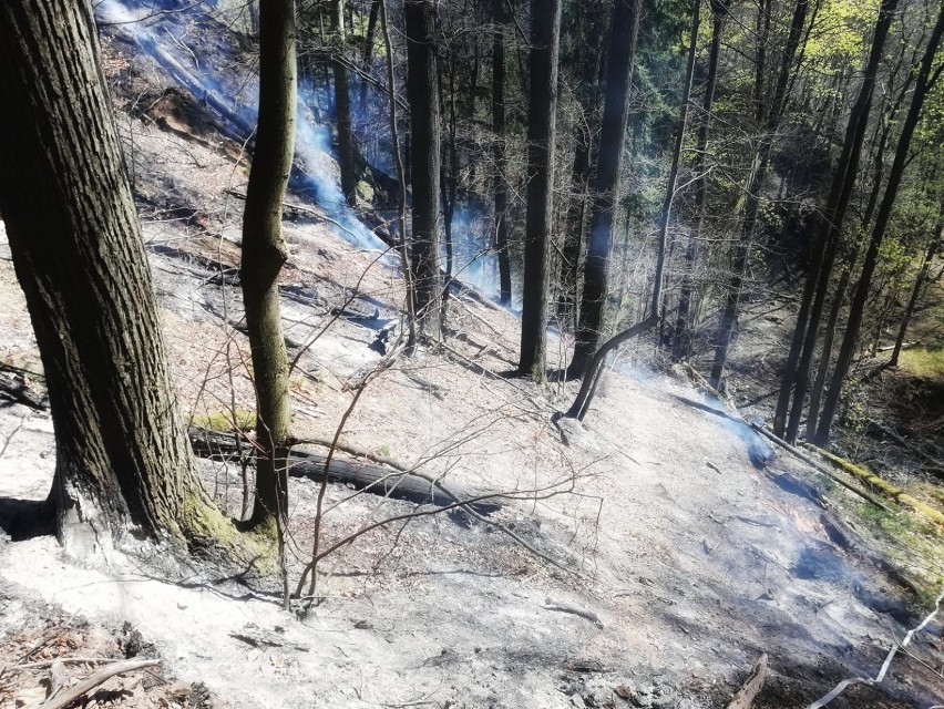 Pożar w rezerwacie przyrody w Książańskim Parku...