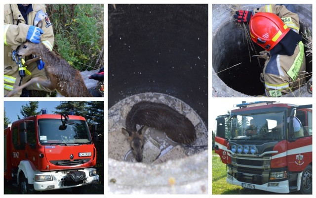 Sarna uwięziona w studni. Interweniowali strażacy z Włocławka i Brześcia Kujawskiego