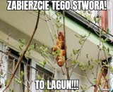 Lagun zszedł z drzewa i podbił serca internautów MEMY Cały świat mówi o tajemniczej bestii. To croissant na drzewie w Krakowie