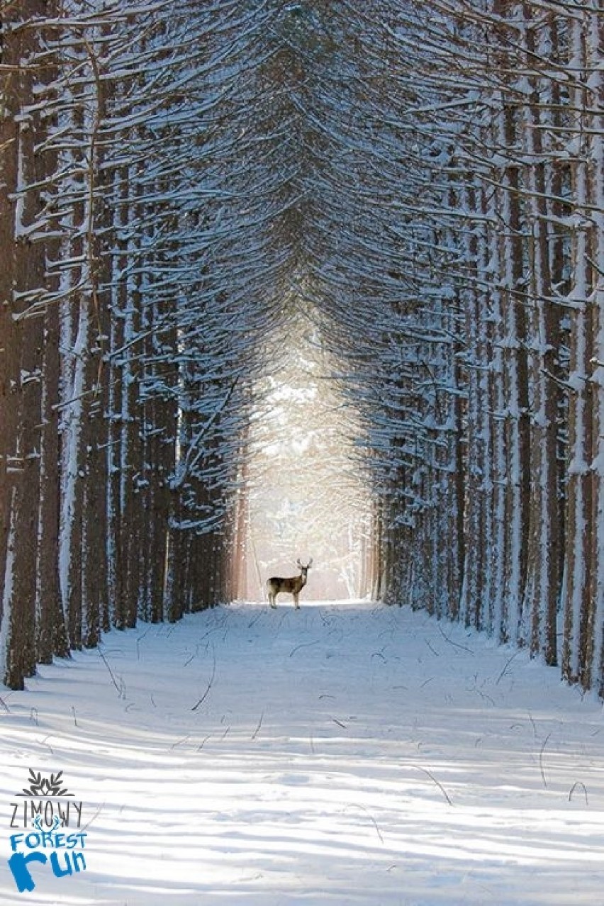 Forest Run w zimowej scenerii Wielkopolskiego Parku...