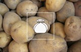 Jak i gdzie przechowywać ziemniaki i inne warzywa na zimę? Jest kilka metod dla marchwi, buraków i innych warzyw korzeniowych