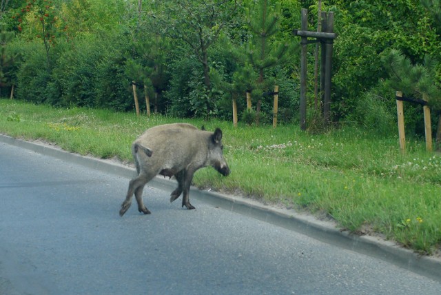 Dziki w Koziegłowach