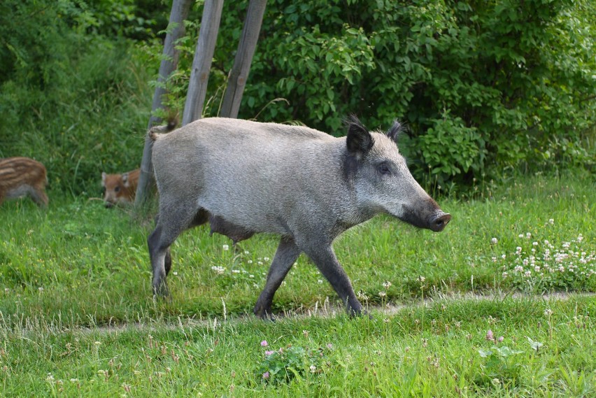 Dziki w Koziegłowach